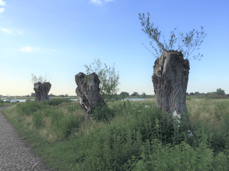 Natur Bäume